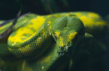 长冠子的蛇——中国神秘的马陆生物